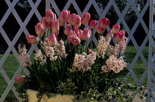 Tulip and hyacinth in pot