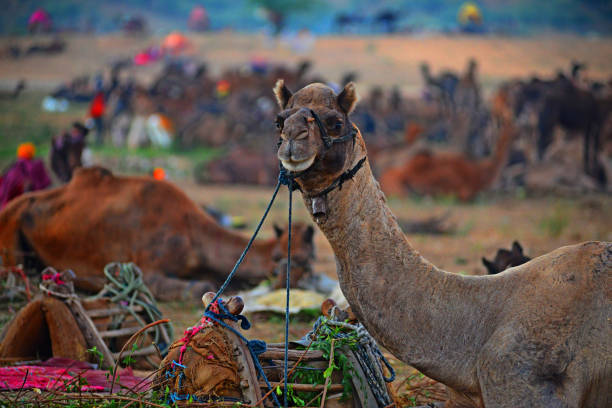 라자스탄푸쉬카르 가축 박람회 - pushkar camel fair 뉴스 사진 이미지