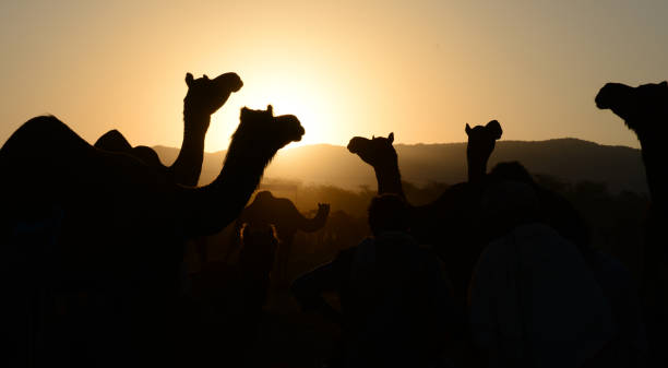 라자스탄의 일몰에 낙타 실루엣 - pushkar camel fair 뉴스 사진 이미지