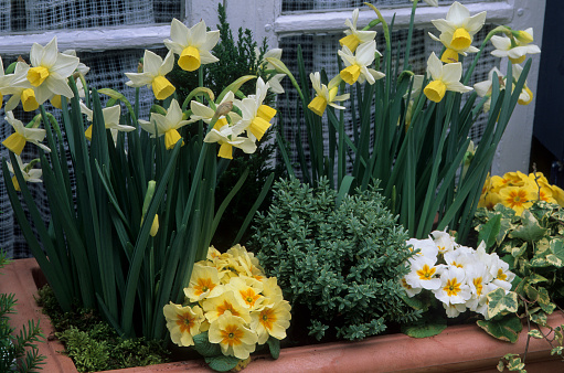 Narcissus and primroses in pot