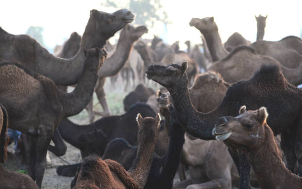 라자스탄푸쉬카르 가축 박람회 - pushkar camel fair 뉴스 사진 이미지