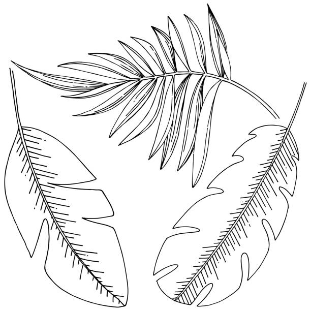 istock Vector tropical leaves isolated. Black and white engraved ink art. 1186318993