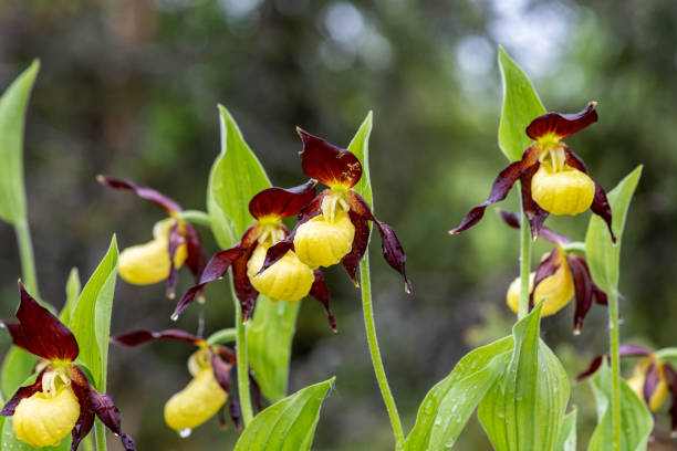 istock Group of the bizarre looking ladys slipper orchids 1186319247