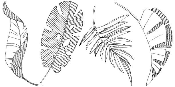 ilustraciones, imágenes clip art, dibujos animados e iconos de stock de hojas tropicales vectores aisladas. arte de tinta grabada en blanco y negro. - branch leaf tree environment