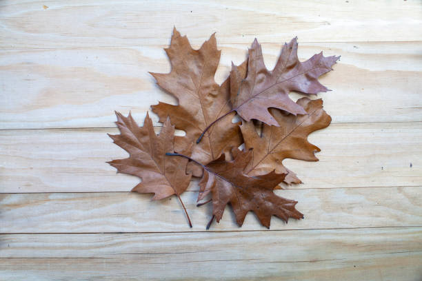 istock Autumn fall composition with brown leaves on wooden background 1186320584