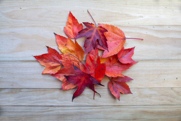Lay flat composition of autumn leaves in a pile on rough wooden background