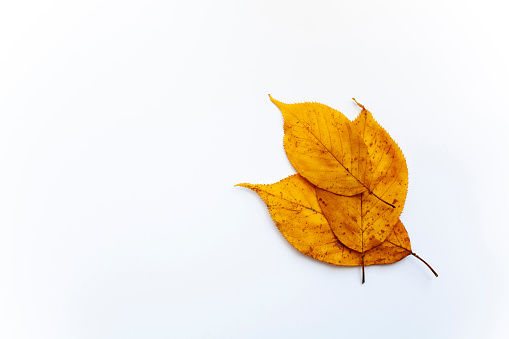 Three yellow autumn leaves on a plain white background