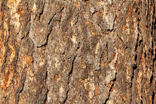 istock wood background. natural texture of tree bark 1186323022