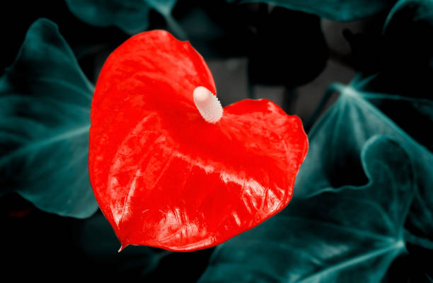 istock Tropical red anthurium flower on a dark background macro. Colorful graceful expressive image of nature, wallpaper. 1186323146
