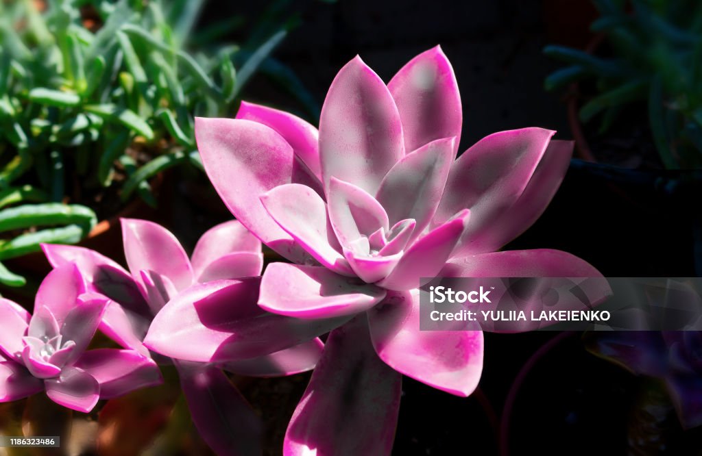 Jugosa Flor Rosa De Cactus Sobre Un Fondo Oscuro Colorida Imagen Expresiva  Elegante De La Naturaleza Fondo De Pantalla Foto de stock y más banco de  imágenes de Aire libre - iStock