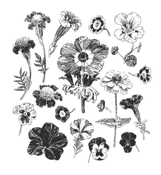 Collection of hand drawn flowers Botanical graphics, collection of hand drawn flowers such as marigold, petunia, pansies and anemone pansy stock illustrations