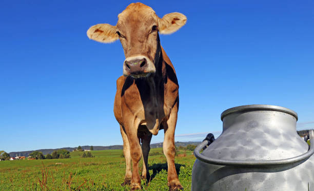 istock Cow on the meadow, in the foreground a milk can 1186325129