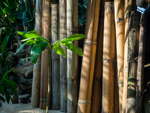 istock Thailand jungle with green plants 1186326483