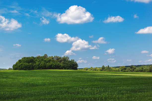 istock Green meadow and wheat field on a sunny day 1186326707