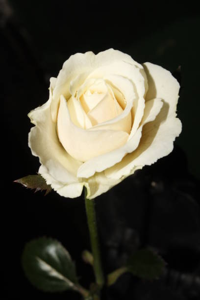 istock Beautiful single white rose flower isolated on a black background. 1186326873
