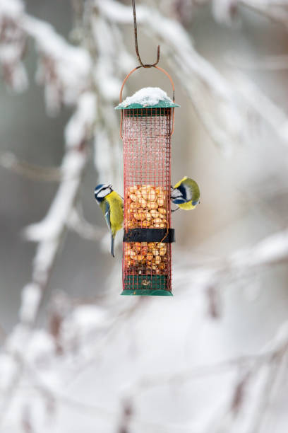 istock Blue tits eating from a bird feeder 1186327182
