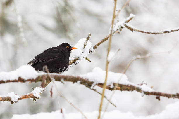 istock Blackbird in the snowy woods 1186327830