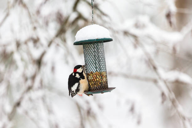 istock Great Spotted Woodpecker sitting on a bird feeder with nuts 1186327911