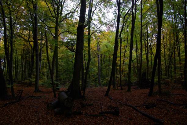 istock Fontainebleau forest autumn 1186328082