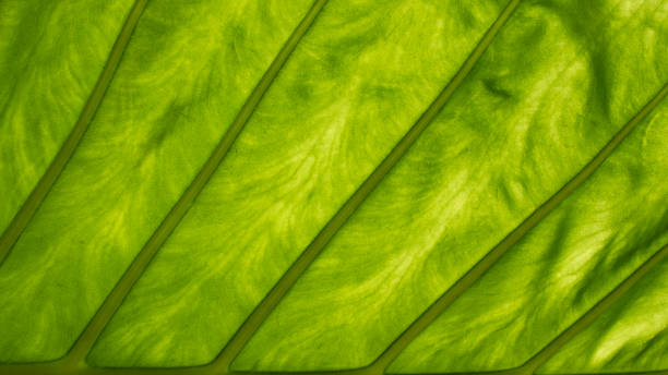 里芋の葉または象の耳の葉のセクションの詳細な葉、ライン、血管組織およびラミナを示す - plant taro textured new leaf ストックフォトと画像