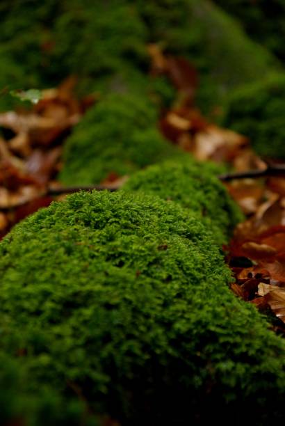 istock Fontainebleau forest autumn 1186328200
