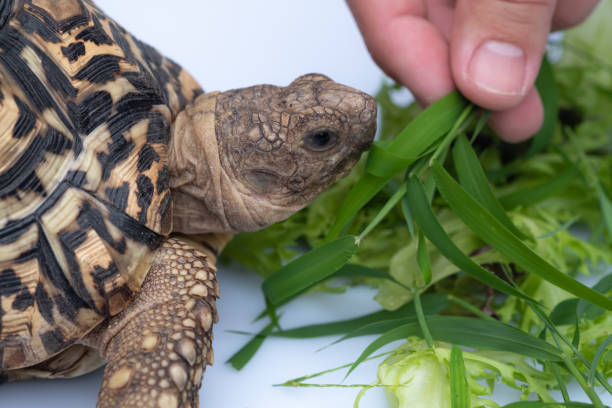istock Feeding tortoise with green lettuce. Lovely pet. Feeding on white background. 1186328352