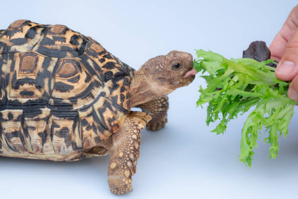 istock Feeding tortoise with green lettuce. Lovely pet. Feeding on white background. 1186328353