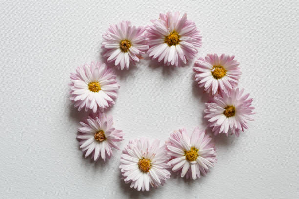 istock Circle of chrysanthemums on the white cloth 1186328495