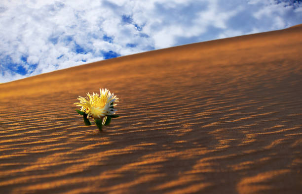 istock yellow flower grows on a sand dune in the Namib desert 1186329370