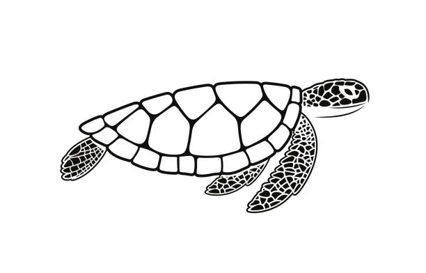 illustrations, cliparts, dessins animés et icônes de symbole de tortue de mer. tortue d'isolement sur le fond blanc. reptile - animals and pets isolated objects sea life