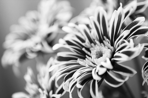 Two grayscale monochrome black and white beautiful chrysanthemum daisy close-up. Soft focus.