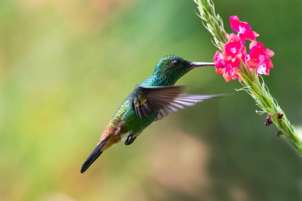 istock A Copper-rumped hummingbird in a tropical garden 1186333877