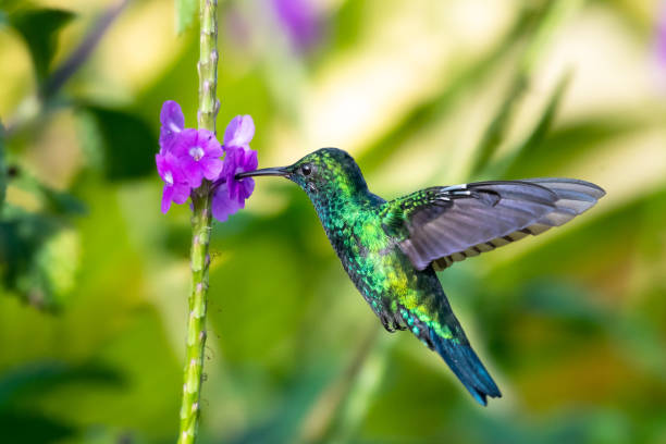 A Blue-chinned Sapphire hummingbird feeding on flowers A Blue-chinned Sapphire hummingbird feeding on a purple Vervain flower in a lush tropical garden. blue chinned sapphire hummingbird stock pictures, royalty-free photos & images