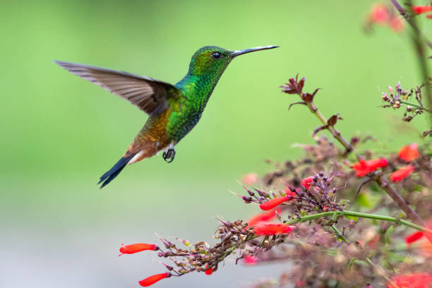 istock A Copper-rumped hummingbird in a tropical garden 1186334195