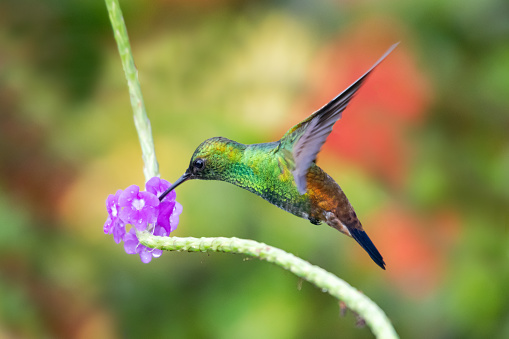 A Copper-rumped hummingbird feeding on the purple Vervain flower in a tropical garden with lush foliage.