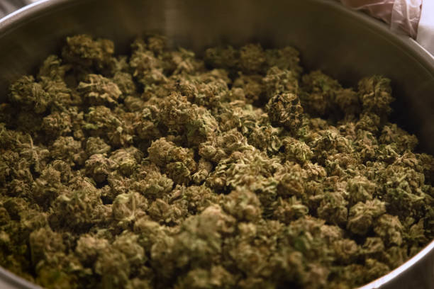 istock Marijuana in the pan. Cannabis inflorescences in pot in a laboratory. 1186334287