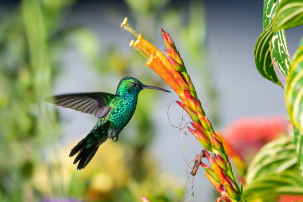 A Blue-chinned Sapphire hummingbird feeding on flowers A Blue-chinned Sapphire hummingbird feeding on the orange flower of a Sanchezia bush in a tropical garden. blue chinned sapphire hummingbird stock pictures, royalty-free photos & images