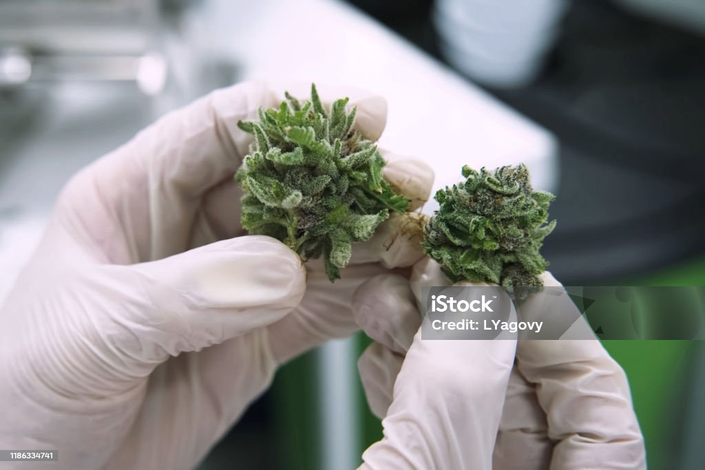 tips of cannabis inflorescences in cannabis in the hands of a laboratory assistant. Marijuana in the hand. The tips of cannabis inflorescences in cannabis in the hands of a laboratory assistant. Marijuana in the hand. Cannabis - Narcotic Stock Photo
