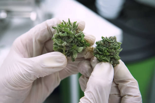 tips of cannabis inflorescences in cannabis in the hands of a laboratory assistant. Marijuana in the hand. stock photo