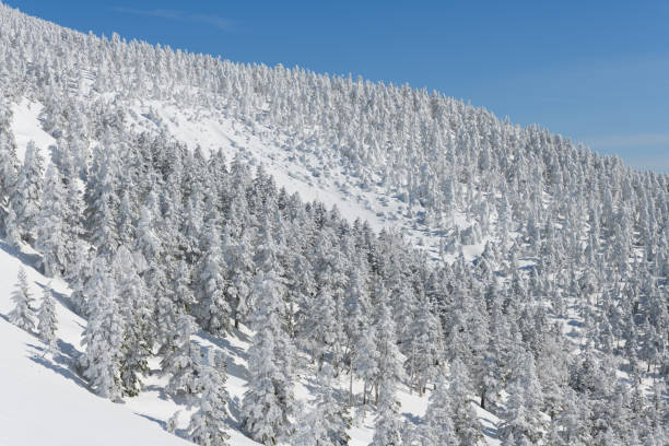 istock The snow covered trees in Mt.Nishiazuma 1186335825