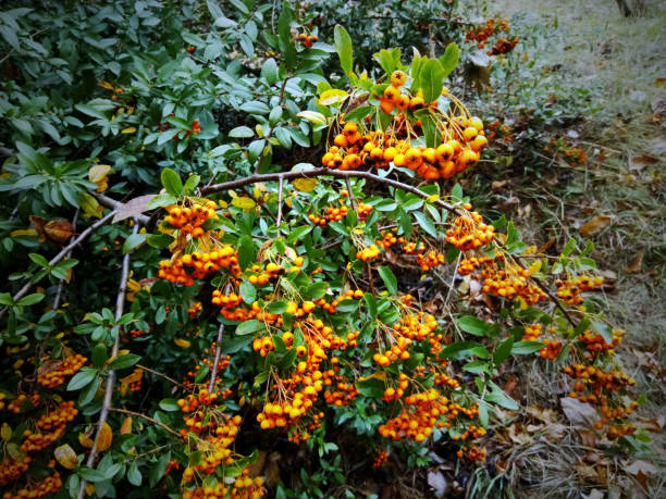 istock Rowan (Sorbus aucuparia) berries and leaves. Rowan berries 1186335918