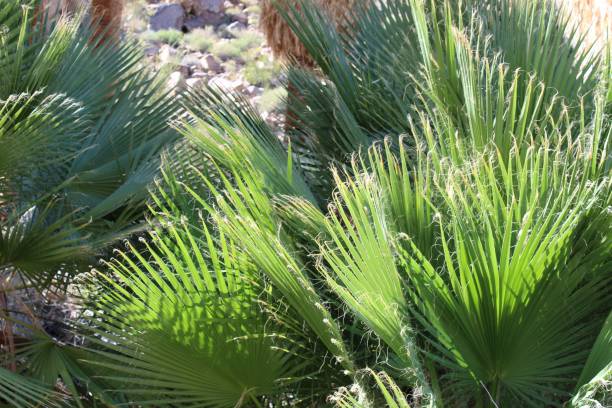 istock ABODE OF THE BABES - JOSHUA TREE NP - 101219 C 1186336201