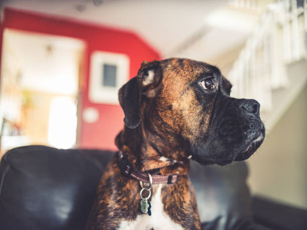 istock Portrait of a young boxer dog 1186337751