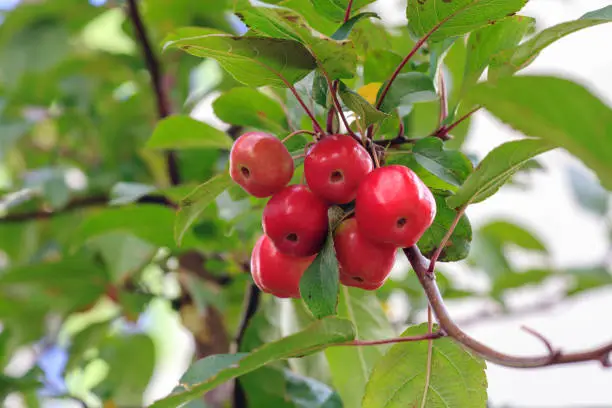 Little red fruits on Plumleaf crab apple tree. Malus prunifolia or Chinese crabapple apples