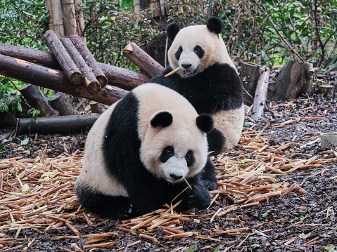 Two panda, one in front and the other in the back, casually eating bamboos on a pile of bamboos on the ground