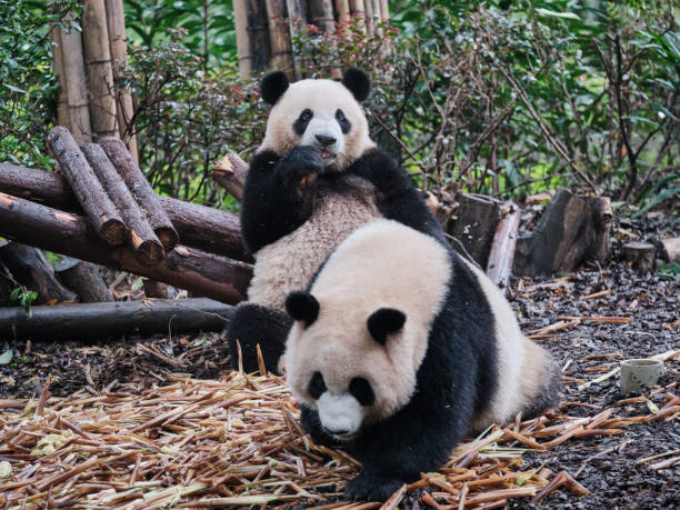 istock Two Pandas Eating Bamboos 1186338851
