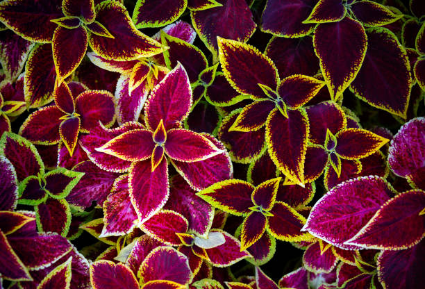 istock Decorative Coleus Flower Foliage Background 1186339710