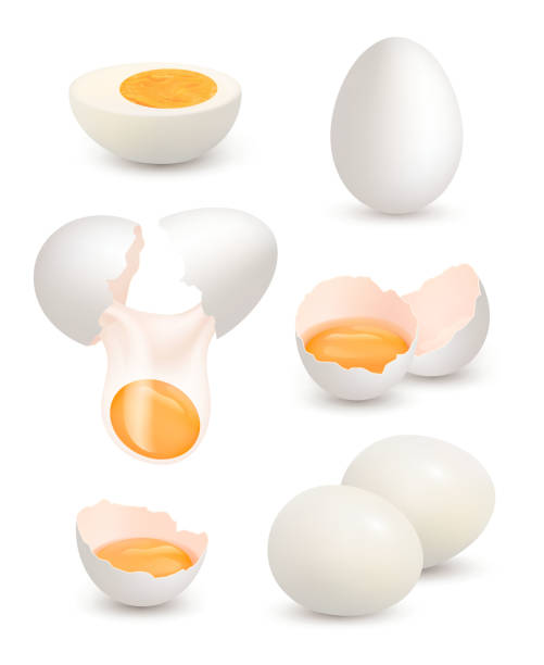 фермерские яйца. реалистичные цыпленок яйца органических продуктов желтого желтка белка завтрак омлет трещины оболочки вектор фотографии - protein isolated shell food stock illustrations