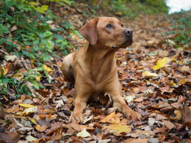 istock Fox red labrador retriever on a autumn leaves waiting expectantly 1186344556