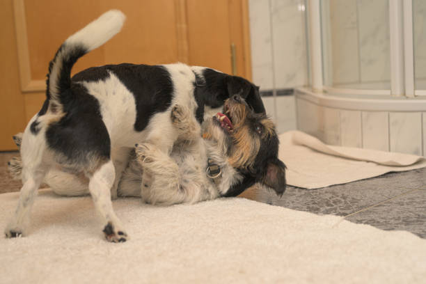 istock Two cute  Jack Russell Terrier dogs making love. 1186344578